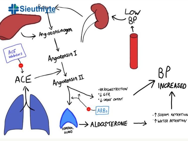 ACE inhibitors giúp giảm sản xuất các chất gây co mạch máu, từ đó làm giảm huyết áp