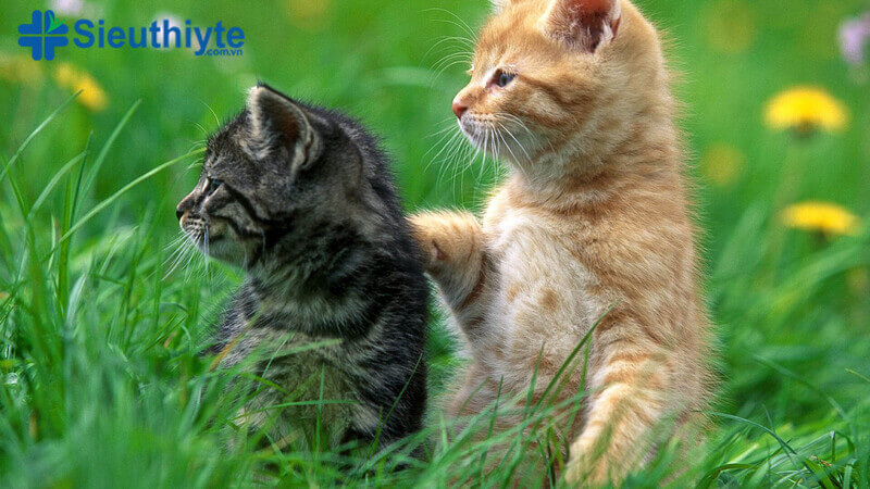 Những người bị hạn chế khả năng đi lại do viêm khớp dạng thấp nên nuôi một chú mèo hơn những thú cưng khác