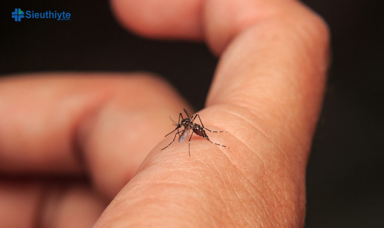 Sốt xuất huyết gây ra bởi một trong bốn loại vi-rút sốt xuất huyết do muỗi phát triển gần nơi ở của con người