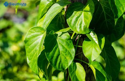 Tannin và saponin trong cây thìa canh có tác dụng chống viêm như viêm khớp