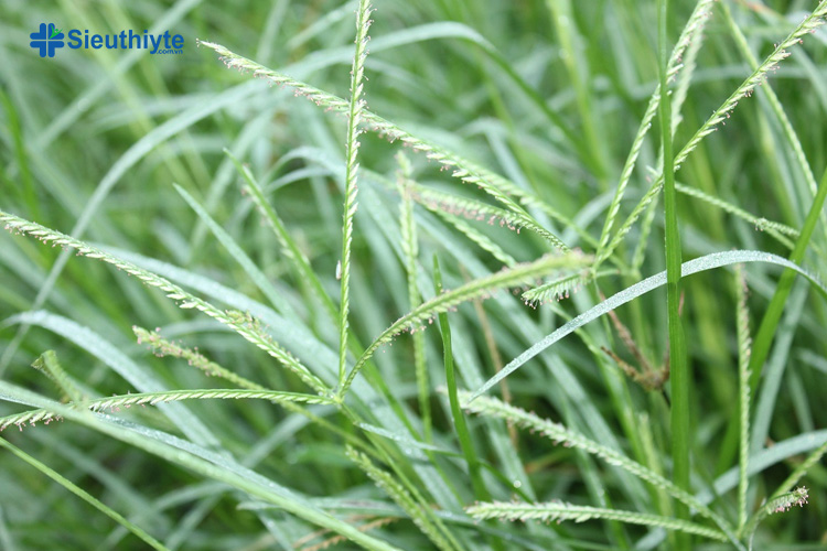 Nước sắc cỏ mần trầu là bài thuốc an thai hỗ trợ giải độc, tốt cho gan và thanh nhiệt