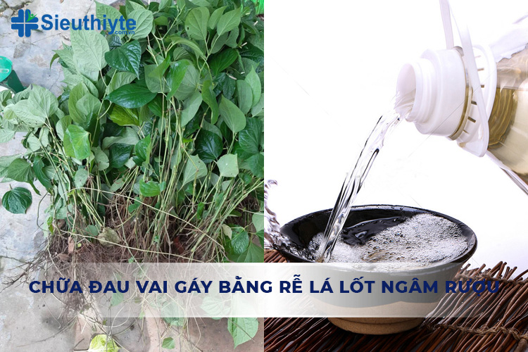 Chữa đau vai gáy bằng rễ lá lốt ngâm rượu