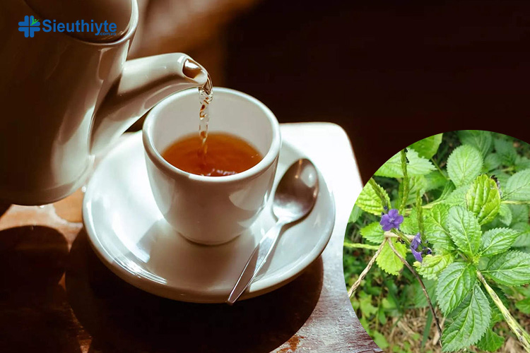 Người bệnh có thể dùng lá đuôi chuột tươi để làm thành trà uống mỗi ngày