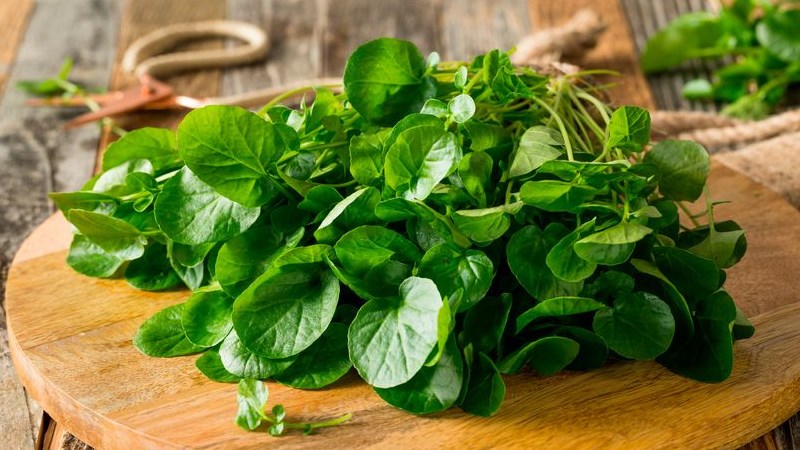 Cháo tôm nấu với rau cải xoong có thể làm lạnh hệ tiêu hóa, gây đau bụng, tiêu chảy, khó tiêu cho bé Cháo tôm nấu với rau cải xoong có thể làm lạnh hệ tiêu hóa, gây đau bụng, tiêu chảy, khó tiêu cho bé