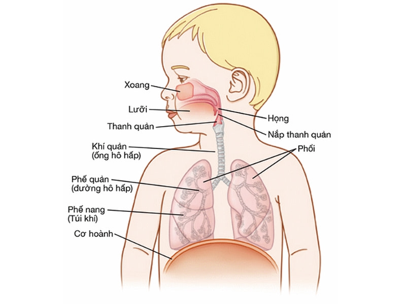 Tìm hiểu về cấu tạo giải phẫu hệ hô hấp của trẻ