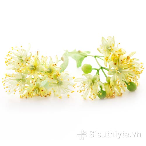 Tinh dầu Eucalyptus (Bạch Đàn, Khuynh Diệp)